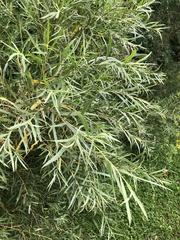 Salix interior