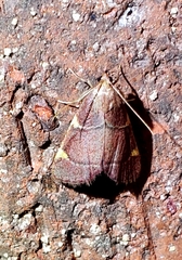 Hypsopygia olinalis