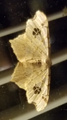 Macaria aemulataria