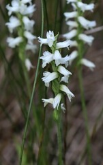 Spiranthes cernua