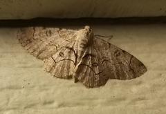 Iridopsis larvaria