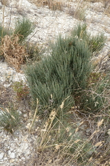 Ephedra procera