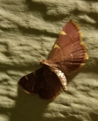Hypsopygia olinalis