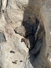 Pseudacris cadaverina