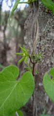 Chthamalia tehuacana