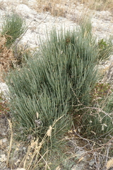 Ephedra procera
