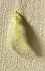 Chrysopa quadripunctata