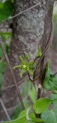 Chthamalia tehuacana
