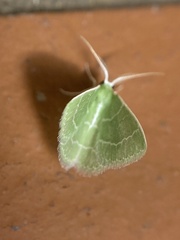Synchlora