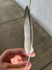 Columba livia domestica