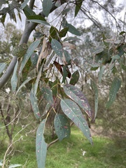 Eucalyptus ovata