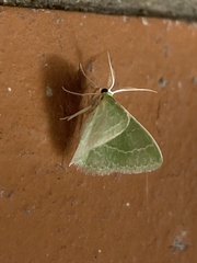 Synchlora
