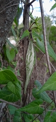 Chthamalia tehuacana