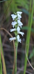 Spiranthes cernua
