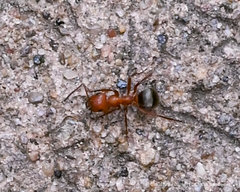 Formica aserva