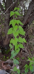 Chthamalia tehuacana