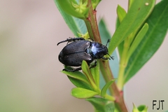 Strigoderma sulcipennis