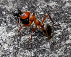 Formica aserva