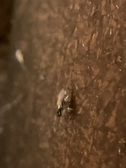 Arthropoda