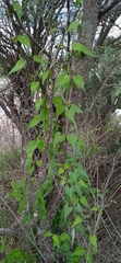 Chthamalia tehuacana