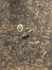 Arthropoda
