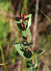 Hypericum fraseri