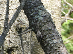Certhia americana