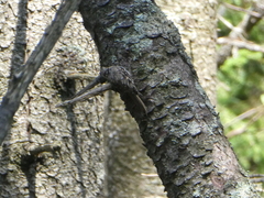 Certhia americana