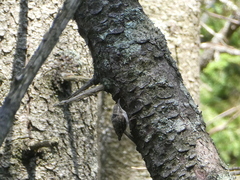 Certhia americana