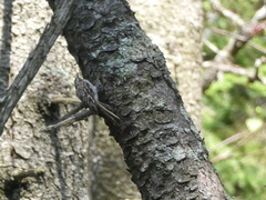 Certhia americana