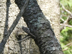 Certhia americana