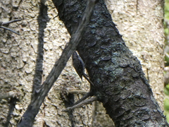 Certhia americana