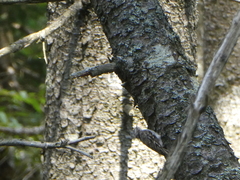 Certhia americana