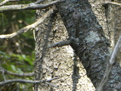 Certhia americana