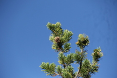 Pinus flexilis
