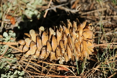 Pinus flexilis