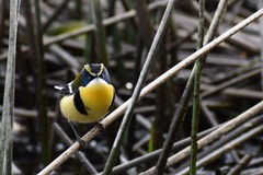 Tachuris rubrigastra