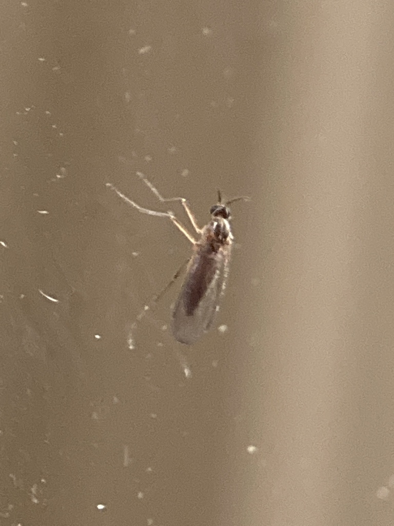 Nematoceran Flies from Pleasant Ave, Canonsburg, PA, US on September 2 ...