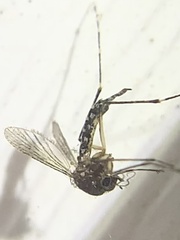 Aedes taeniorhynchus