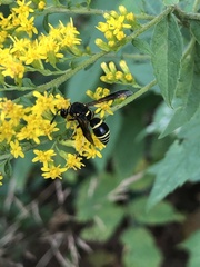 Euodynerus foraminatus