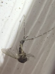 Aedes taeniorhynchus