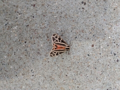 Apantesis parthenice