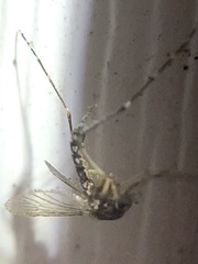 Aedes taeniorhynchus