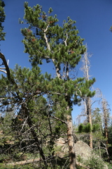 Pinus contorta