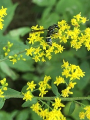 Euodynerus foraminatus