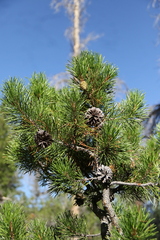 Pinus contorta