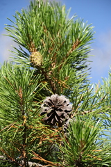 Pinus contorta