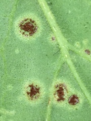 Puccinia pelargonii-zonalis