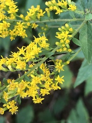 Euodynerus foraminatus