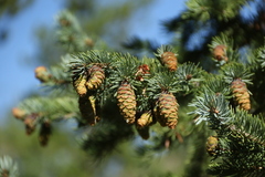 Picea engelmannii